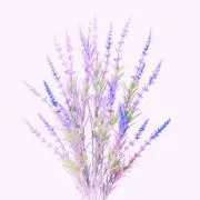 Cherishの画像