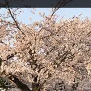 まみの画像