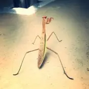 さくた