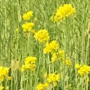 harucoの画像