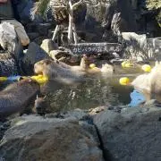 ぼんの画像