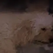 れんの画像