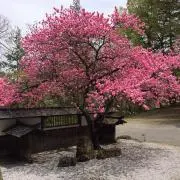 大ふべん者の画像