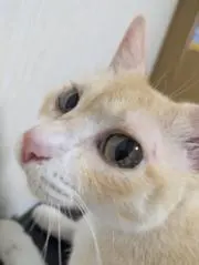 しゅが'ڡ'の画像