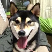 マメママの画像