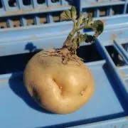 だいふくの画像