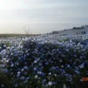 ときの画像