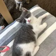 toktokの画像