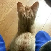 ぽん太