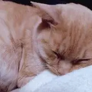 すずらん