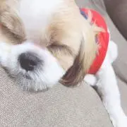 ぽんの画像