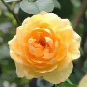 ♡あまこまち ※プロフご確認くださいの画像