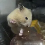 高菜の画像