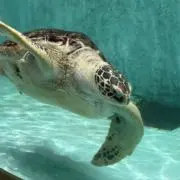 かぷりこの画像