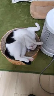 Berryの画像