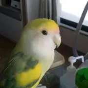 チャッピーの画像