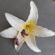 まりんの画像