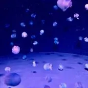 みぴの画像