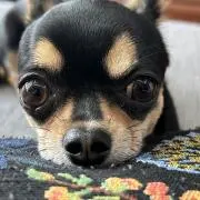 ちわわのお店室内犬飼育⭐️プロフ必読⭐️の画像