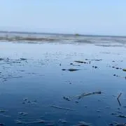 たかす