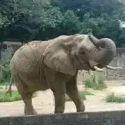 ポポロ