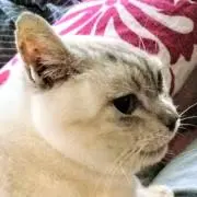 よっこ