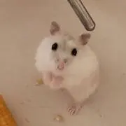 まめの画像