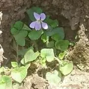 ぽっぽの画像