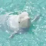 かぐや(プロフ確認願います)の画像