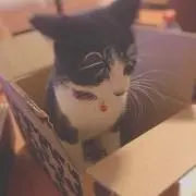 白玉の画像