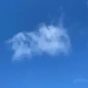 ヒマワリの画像