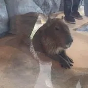 チャロ