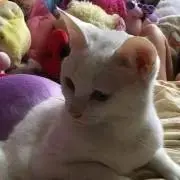 にゃんこ(値下げ交渉はコメントで♪)の画像