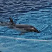 もも