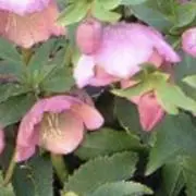 Helleborusの画像