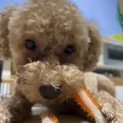 ひちゃ
