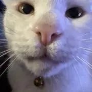 Pizza-steve