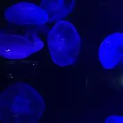 涙月の画像