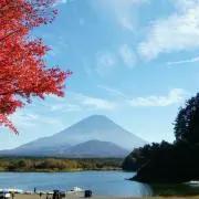 ツッツの画像