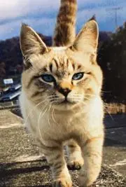 ニャロメ