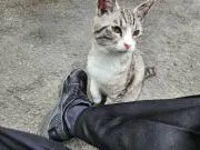 ごんの画像