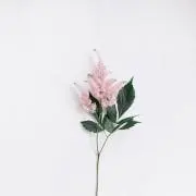 ポチの画像