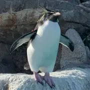 進撃の巨人 ブレオダ アクリルスタンド ヒッチ 波乱の学び舎 - メルカリ