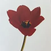 そらの画像