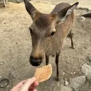 みみ