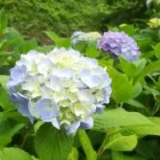 あさいま　※プロフ確認ください♪の画像