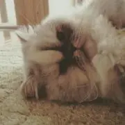 影虎