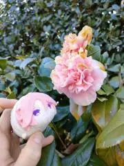 ふじいの画像