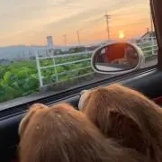 チコちゃん