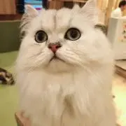 みっふぃの画像
